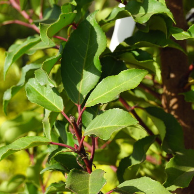 Prunus lusitanica 'Brenelia' (5)
